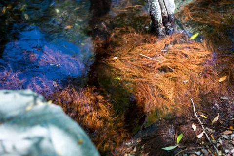 Orange grass Foto stock