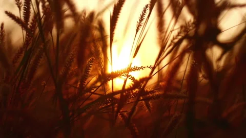 Orange Grass In Sunset is dreamlike Stock Footage 236732585