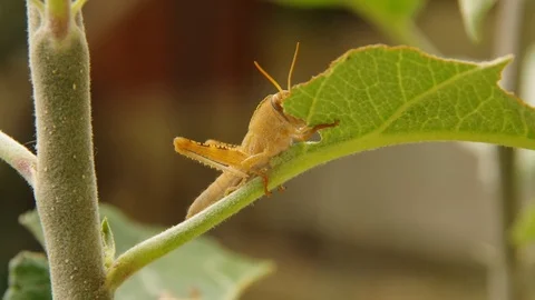 Orange grasshopper eating leaf on the small apple tree. 库存影片 94142090