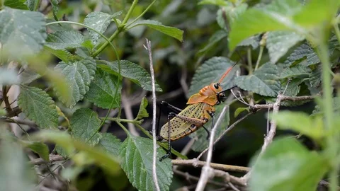 Orange grasshopper Stock Footage 98682012