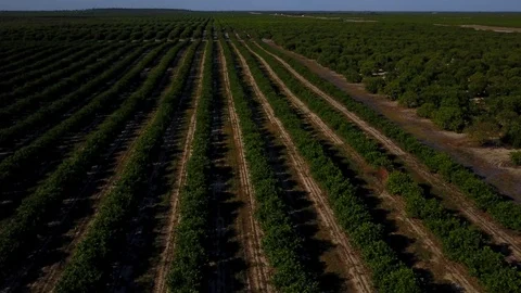 ORANGE GROVE AERIAL ELEVATE TO HIGH WIDE Stock Footage 126882024