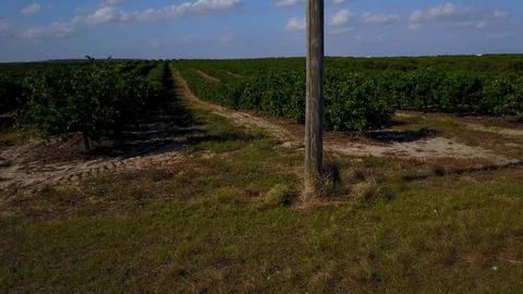ORANGE GROVE AERIAL ELEVATE POLE Stock Footage 126882461
