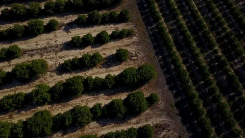ORANGE GROVE AERIAL LOOKING DOWN Stock Footage 126883641
