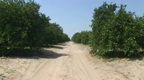 Orange grove in Central Florida Stock Footage 48548600