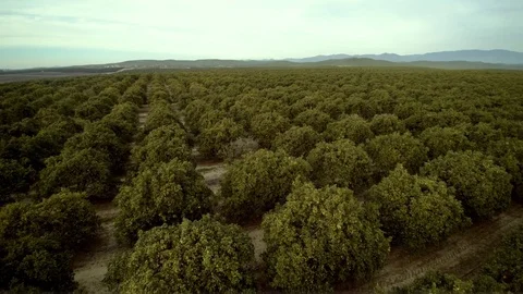 Orange grove drone flyover Stock Footage 73303776