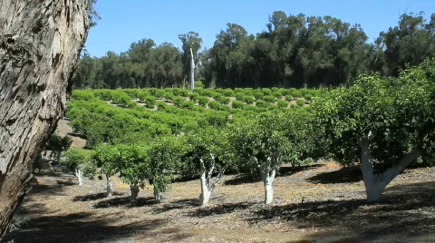 Orange grove 库存影片 792626