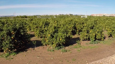 A Orange Grove Stock-Footage 70993811