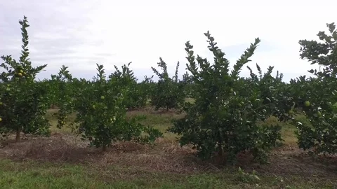 Orange Grove Stock Footage 75382708