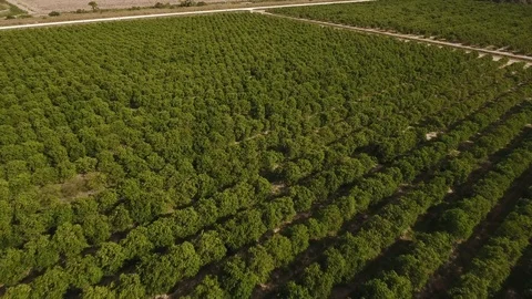 Orange Grove Stock Footage 100613668