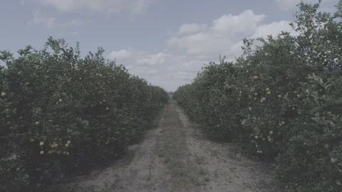 Orange Grove Video stock 101994320