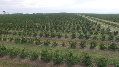 Orange Grove Stock Footage 219269638