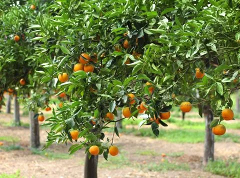 Orange grove Stock Photos
