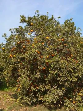 Orange grove Stock Photos