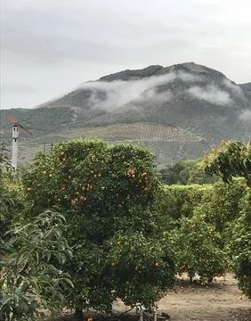 Orange Grove Stock Photos