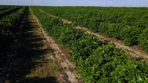 ORANGE GROVE ROWS OF TREES Stock Photos