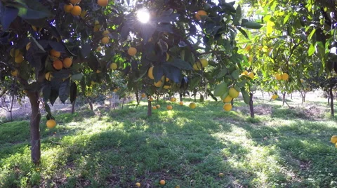 Orange Grove Trees 库存影片 57885911