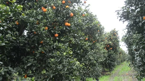 Orange grove zoom in 動画素材 1180608