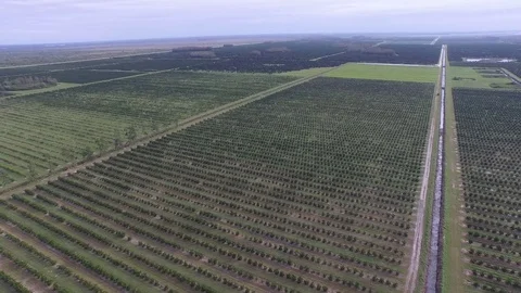 Orange Groves Aerial Stock Footage 75382765
