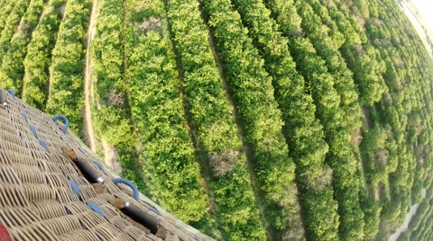 Orange Groves Stock Footage 67479446