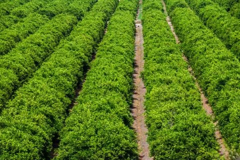 Orange groves in spain Stock Photos