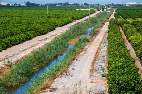 Orange groves in spain Stock Photos