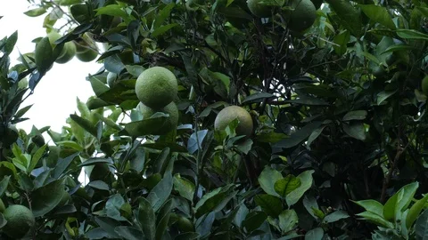 Orange growing on tree Stock Footage 125141390