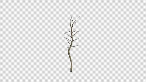 Orange Growth Stock Footage 296034248