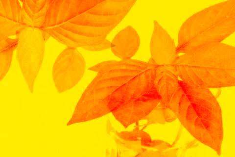 Orange grunge leaf background Stock Photos