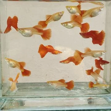Orange guppy. Stock Photos