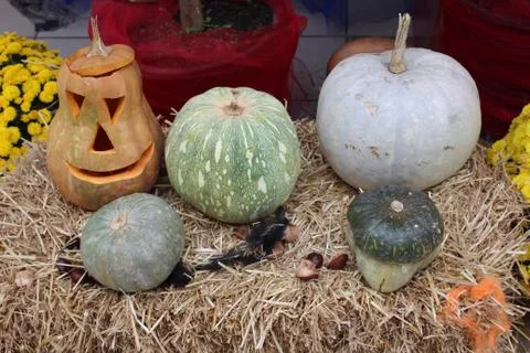 Orange Halloween Pumpkins Stock Photos