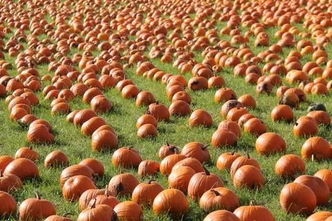 Orange Halloween Pumpkins. Stock Photos