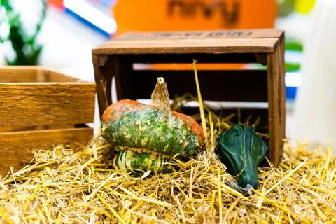 Orange halloween pumpkins on stack of hay or straw in sunny day, fall display 스톡 사진