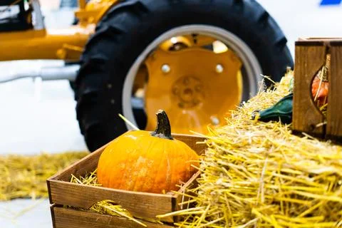 Orange halloween pumpkins on stack of hay or straw in sunny day, fall display Foto stock