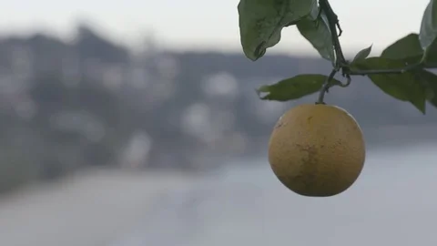 Orange Hanging from Branch Stock Footage 71312591