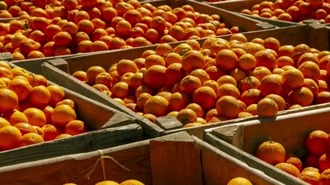 Orange harvest in the Lecrín Valley Stock Footage