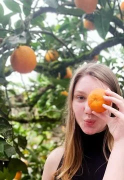 Orange Harvest Stock Photos