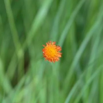 Orange hawkweed Flower Stock Photos