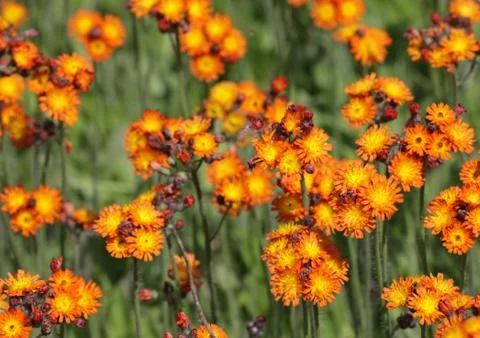 Orange hawkweed patch Stock Photos