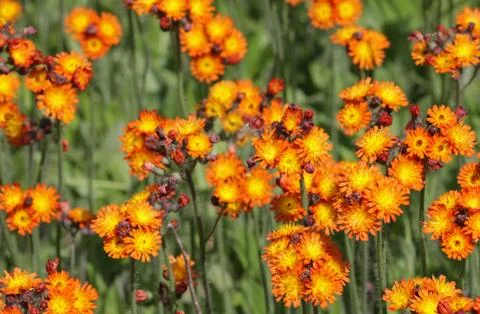 Orange hawkweed Stock Photos