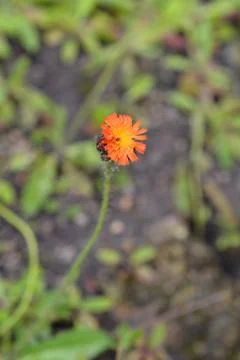 Orange hawkweed Stock Photos