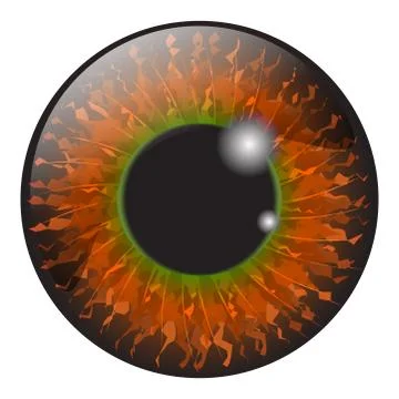 Orange, hazel  iris eye realistic  vector set design isolated on white backgr Ilustración de archivo