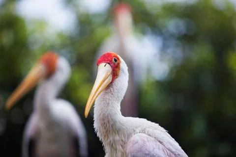 Orange heaad long beak  Stock Photos
