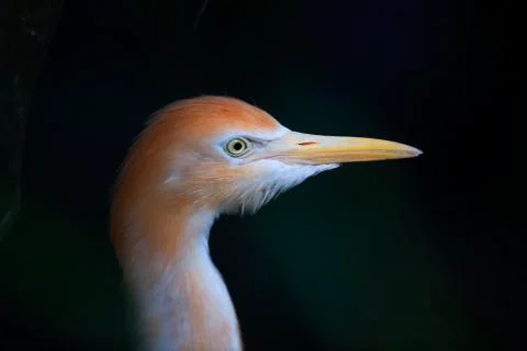 Orange head bird  Stock Photos