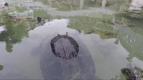 Orange Headed, Giant Asian Slider Turtles, Penang, Malaysia Stock Footage 295679435
