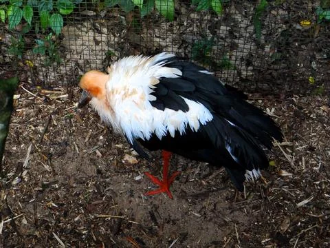 Orange-headed stork preening. Stock Photos