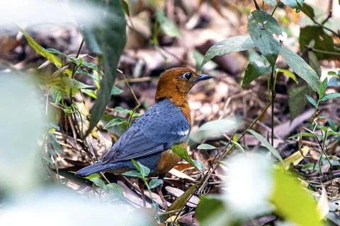 An Orange-headed Thrush Bird in Dense Forest Understory with Blue Gray Wings Stock Photos