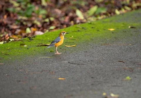 Orange-headed thrush foraging on the ground Stock Photos