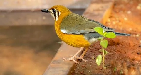 Orange-headed-thrush-in-forest-of-Tilari Stock-Fotos