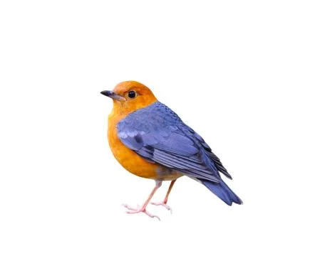 Orange-headed Thrush isolated on a white background Stock Photos
