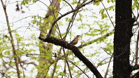 Orange headed thrush looking beautiful on the trees of Pench national park Stock Footage 274551263